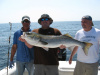 Aarons 50 inch fish